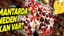 “Kanayan Diş Mantarı” Olarak da Bilinen Bu Mantarın Üzerinde Neden Kan Var? (Tahmin Etmesi Biraz Zor)