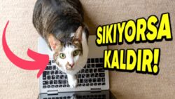 Kediler, Dizüstü Bilgisayarların Üzerinde Oturmayı Neden Bu Kadar Çok Seviyor? (Tek Nedeni Sıcak Olması Değil!)