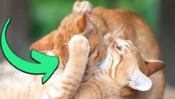 Kediler Neden Birbirlerinin Boyunlarını Isırırlar? (Düşman Oldukları İçin Değil!)