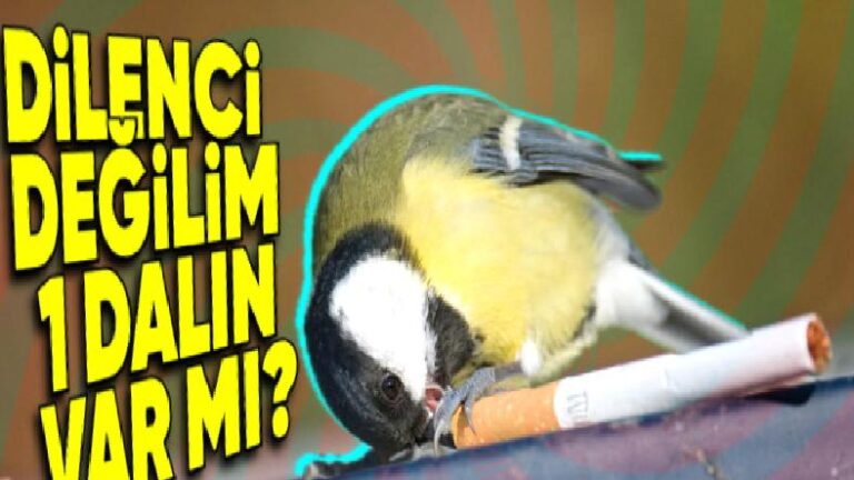Kuşlar Neden Tiryaki gibi Yuvalarına İzmarit Taşıyor? Hayır, Yuvalarını İnşa Etmek İçin Değil!