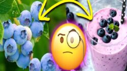 Mavi Renge Sahip Yaban Mersini Suyu Sıkıldığında Nasıl Oluyor da Mor Bir Renk Alıyor?