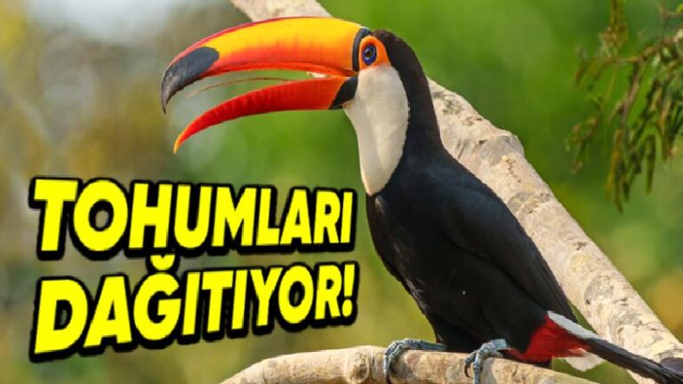 Meyve Yiyen Kuşlar Nasıl Oluyor da Tropikal Ormanların Yeniden Büyümesine Yardımcı Oluyor?