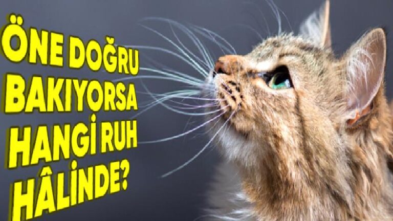 Olağan Bir Özellik Olarak Kabul Etsek de Kedilerin Bıyıklarının Olmasının Farklı Fonksiyonları Var! (Ruh Hâllerini Bile Yansıtıyor)