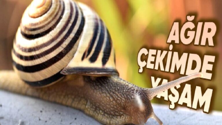 Salyangozlar Neden Bu Kadar Çok Yavaş Hareket Ediyor? Tabiatta Dezavantaj Yaratmıyor mu?