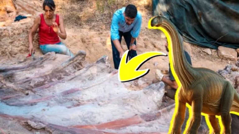 Tahminen Biri de Sizin Konutunuzun Altındadır: Bir Meskenin Arka Bahçesinde Tesadüfen Bulunan, Avrupa’nın En Büyük Dinozor İskeleti