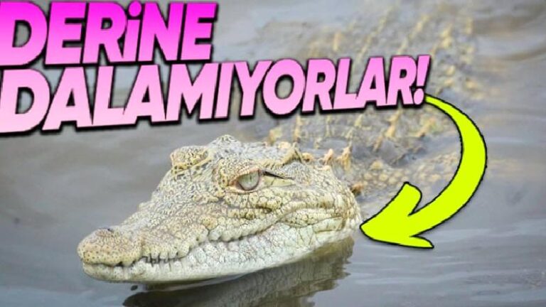 Timsahlar Suda Yaşamalarına Karşın Neden Su Üstünde Dolaşıp Fazla Derine Dalamıyorlar?