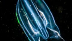 Yaşını Geri Alabilen Bir Deniz Canlısı Keşfedildi