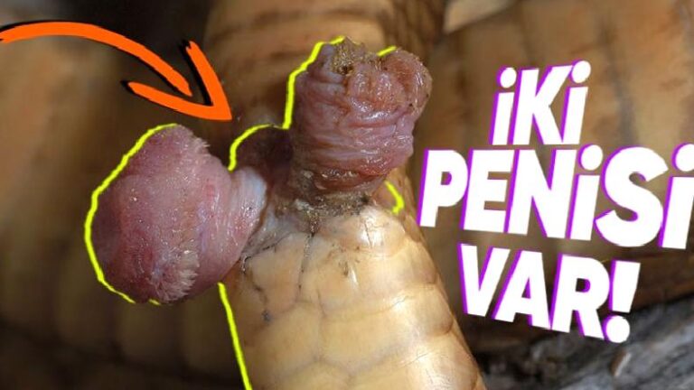 Yılanların İki Tane Penise Sahip Olmalarının “Vay be!” Dedirten Sebepleri