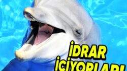 Yunusların Sık Sık Birbirlerinin İdrarını İçmelerinin Tuhaf Sebebi
