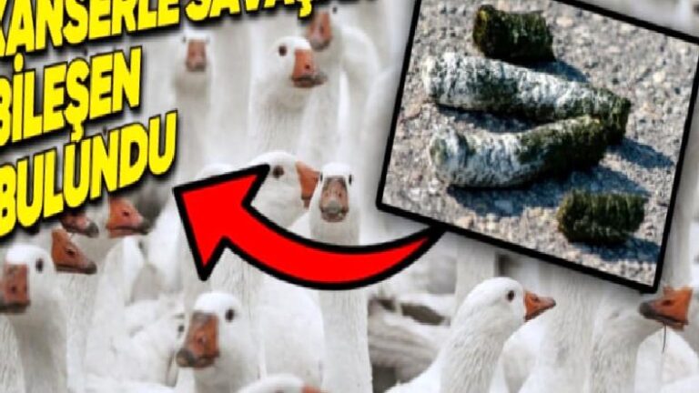 Bir Ortaokul Öğrencisi, Kuş Dışkısından Kanserle Savaşan Bir Madde Keşfetti!