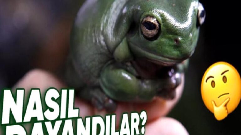 Çernobil Felaketinden Sonra Bölgede Ömür Büyük Oranda Yok Olurken Bu Kurbağalar Nasıl Oluyor da Yıllardır Sağlıklı Yaşamaya Devam Ediyor?