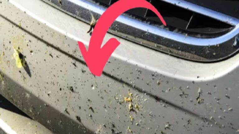Değişen Bir Şeyler Var: Otomobillerin Ön Camlarında ve Plakalarında Neden Eskisi Kadar Sinek yahut Böcek Göremiyoruz?