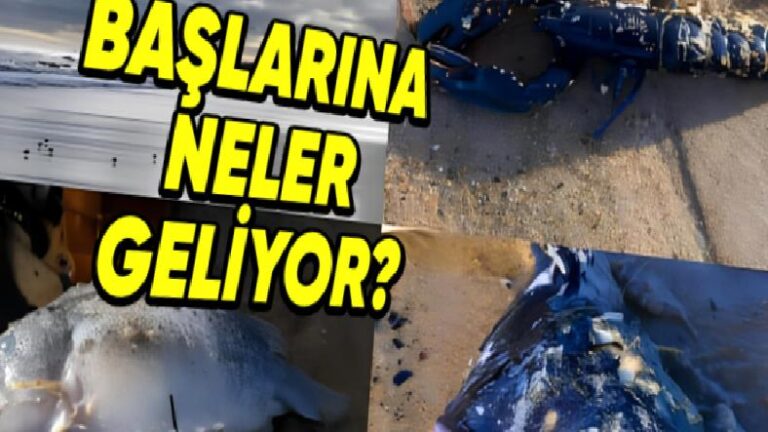 Denizlerde ve Okyanuslarda Yaşayan Canlılara Öldüklerinde Neler Oluyor? Hayır, Öylece Tabana Batmıyorlar!