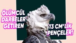 Dünyanın En büyük 5 Kuşu İle Tanışın: Aralarında Avustralya Ordusunu Yenen Bir Çeşit Var!