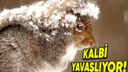 Hayvanların, Soğuk Kış Günlerinin Zorlu Şartlarından Korunmak İçin Uyguladığı Şaşırtan ve Bir O Kadar Akla yatkın Davranışlar