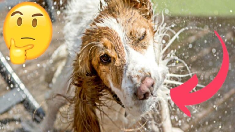 Islanan Köpeklerin Neden Silkelendiğini Öğrenince İçinizi Bir Miktar Hüzün Kaplayabilir: Halbuki Fizyolojik Bir Problemmiş!
