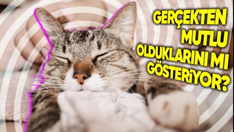Kediler, Neden Onları Sevince Mırlama Sesi Çıkarıyor ve Bu Ses Tam Olarak Nasıl Çıkıyor?