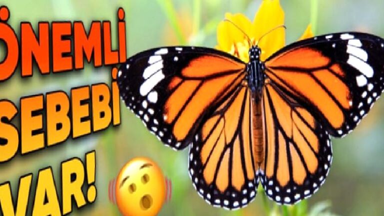 Kelebeklerin Kanatları Neden Elle Çizilmiş gibi Bu Kadar Simetrik?