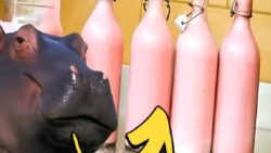 Kesinlikle Bir Yerlerden Duymuşsunuzdur: Su Aygırlarının Sütü Nitekim Pembe mi, Yoksa Bu Bir İl Efsanesi mi?