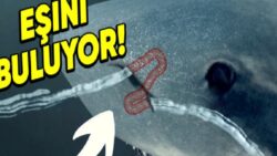 Köpek Balıkları Şayet Burun Deliklerinden Nefes Almıyorsa, Bu Uzuvlarını Ne İçin Kullanıyorlar?