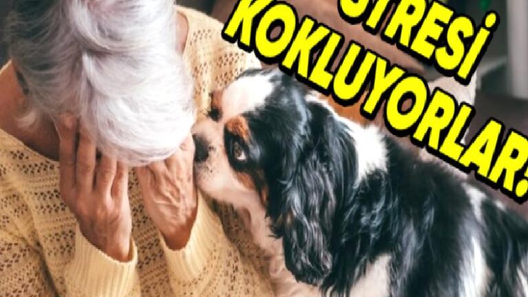 Köpekler Nasıl Oluyor da Sahiplerinin Gerilimini Koklayabiliyor? Üstelik Tasayı Sezdiklerinde İştahtan da Kesiliyorlar!