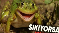 Kurbağalar Avcılardan Kaçmak Nasıl Yapış Yapış Bir Prosedür Kullanıyor? Sıçramak Tek Tahlil Değil!