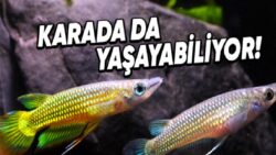 Kuyruklarından Nefes Alabilen ve Karada 15 Saat Hayatta Kalabilen ‘Killifish’lere Dair Tuhaf Ayrıntılar