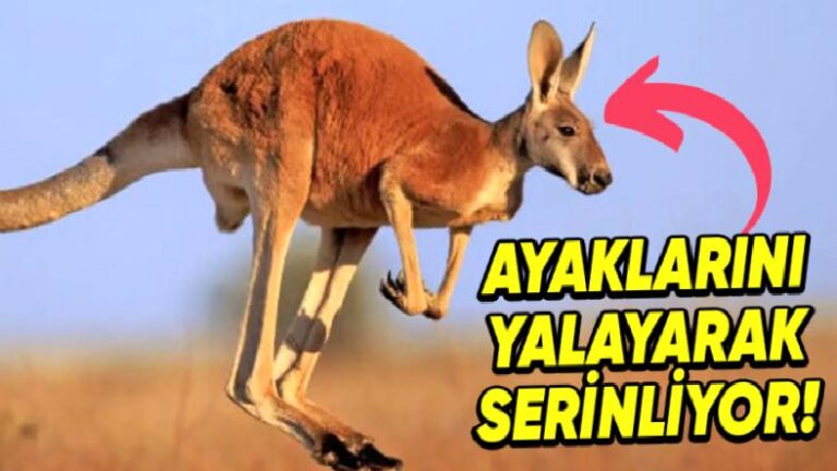 Muazzam Adaptasyon Yetenekleri Sayesinde Kavurucu Sıcaklarda Bile Hayatta Kalmayı Başaran 10 Hayvan