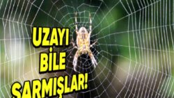Örümcek Ağları Hakkında Daha Önce Hiç Duymadığınız 5 Sıra Dışı Bilgi (Uzayı Bile Sarmışlar!)