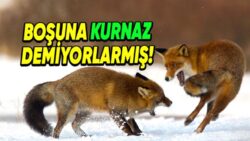 Sinsi ve Bir O Kadar Cesaretli Olan Tilkilerle İlgili Daha Önce Hiç Duymadığınız 8 Şaşırtan Bilgi