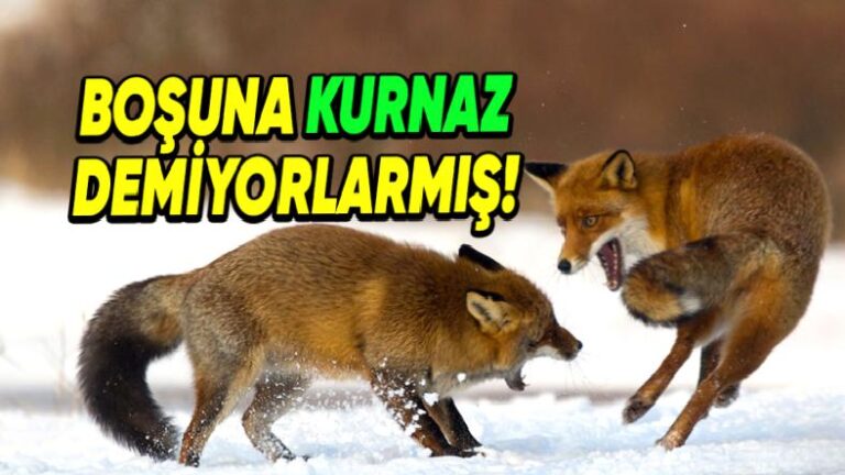 Sinsi ve Bir O Kadar Cesaretli Olan Tilkilerle İlgili Daha Önce Hiç Duymadığınız 8 Şaşırtan Bilgi