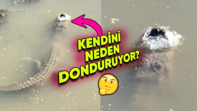 Timsahlar Neden Kendilerini Bile İsteye Donduruyor?