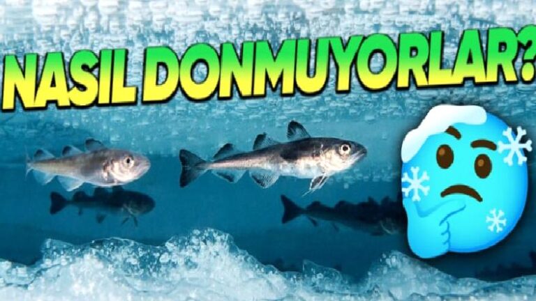 -30 Derecelere Ulaşan Kutup Denizlerindeki Balıkların Donmalarını Engelleyerek Kendine Hayran Bıraktıran Özellikleri