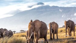 Filler, insan mıdır? Mahkeme kararını verdi!