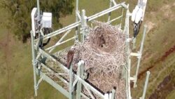 Hem geniş bant kulesi, hem de kuş yuvası!