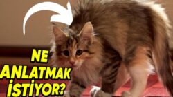 Kedilerin Sırtlarını Kamburlaştırıp Kabartmalarının Ardındaki Tuhaf Sebepler (İpucu: Korkmuyorlar)