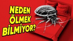 Ne Kimyasal Dolu Bir İlaç Ne de Sert Bir Terlik Darbesi: Tahtakurularından Kurtulmak Neden Neredeyse İmkânsız?