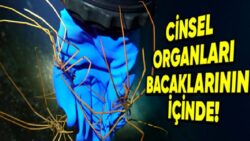 Ne Solungaçları Ne de Akciğerleri Olan Deniz Örümcekleri, Nefes Almayı Nasıl Başarıyor?