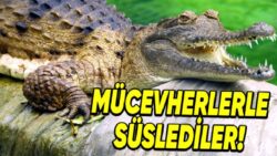 Şimdilerde Yaklaşmaya Tırstığımız Fakat Antik Çağlarda İnsanların Evde Beslediği Hayvanlar: Listede Timsah Bile Var!