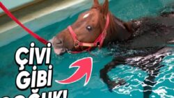Atların Buz Küpleriyle Dolu Suya Sokulmasının Arkasındaki Hayret Verici Sebepler (Hayır, Temizlenmeleri İçin Değil!)