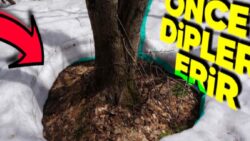 Karın Ağaç Tabanlarından Erimeye Başlamasının Tabiata Bir Sefer Daha Hürmet Duymamızı Sağlayacak Sebepleri