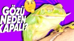 Kimi Kurbağalar Yemek Yerken Neden Gözlerini Kapatıyor? (Lezzetinden Mest Oldukları İçin Değil)