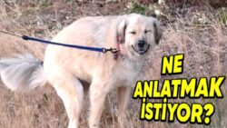 Köpekler Tuvaletlerini Yaparken Neden Sahiplerinin Gözlerinin İçine İçine Bakıyorlar? (Bizden Bekledikleri Bir Şeyler Var!)
