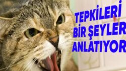 Önemli Manada Muazzam Canlılar: Kediler Nasıl Oluyor da Zelzele Olacağını Dakikalar Öncesinden Hissedebiliyor?