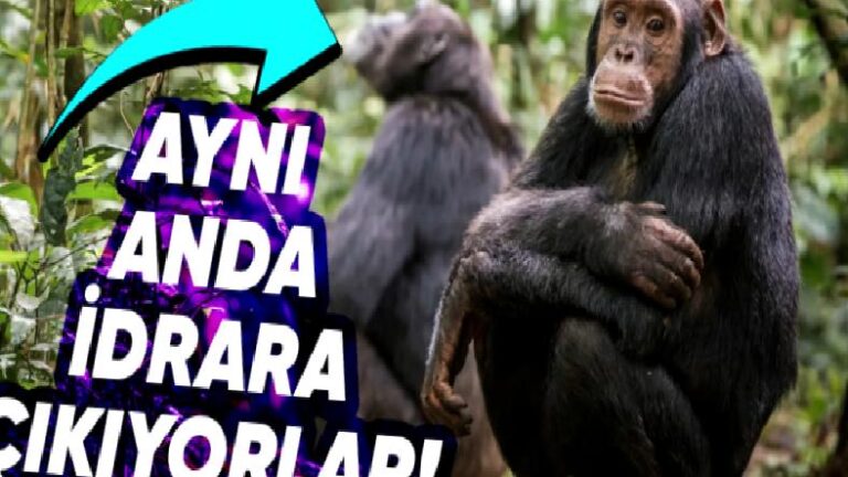 Tıpkı Esnemek: Neredeyse Tüm Şempanzeler NedenAnda İdrara Çıkıyor?