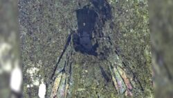 Yeni Zelanda’da 14,6 milyon yıllık arı fosili keşfedildi