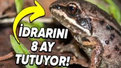 Alaska Ağaç Kurbağaları Neden İdrarlarını 8 Ay Boyunca Bile İsteye Tutuyorlar? Taş Olsa Çatlar!