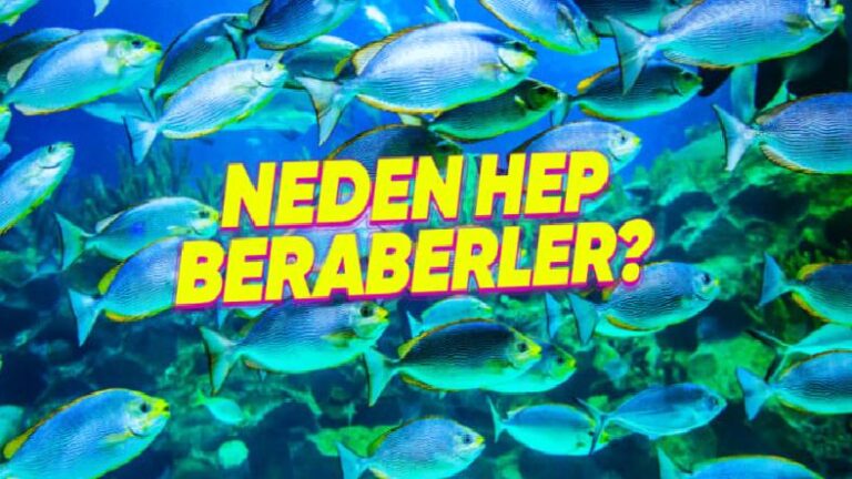 Balıkları Neden Hiç Tek Başlarına Yüzerken Göremeyiz? Kolonileşmeyi Kusursuz Bir Şekilde Koordine Ediyor Olabilirler!