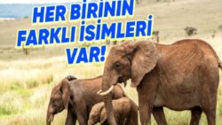 Bilime Göre Filler, Tıpkı İnsanlar gibi Birbirlerine İsim Veriyor ve Sesleniyor! Pekala Bunu Nasıl Yapıyorlar?
