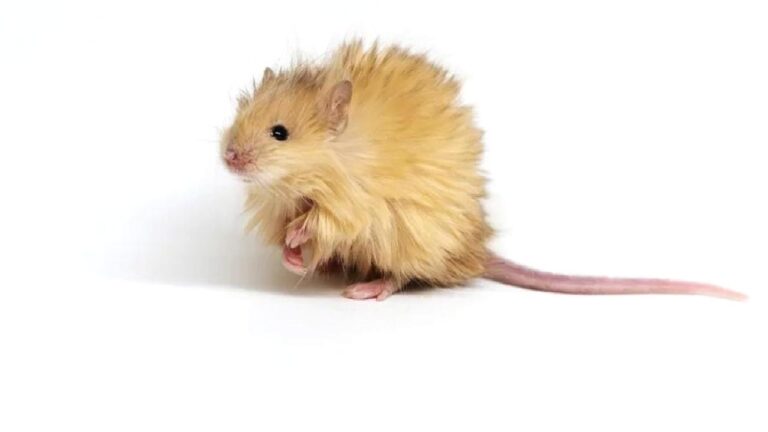 Bu “yünlü fareler” tarih öncesinde yaşamış dev canlıları geri mi getirecek?